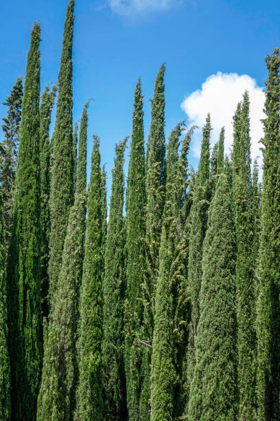 istock Landscape in Tuscany, Italy 1318496434