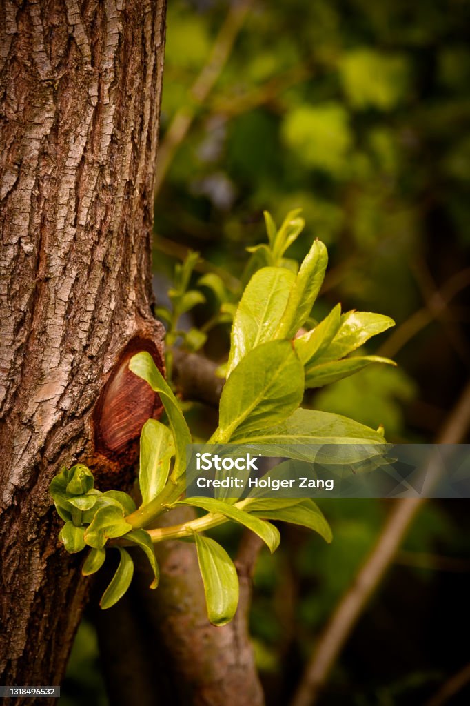 Close up of fresh tree shot Tree Branch - Plant Part Stock Photo