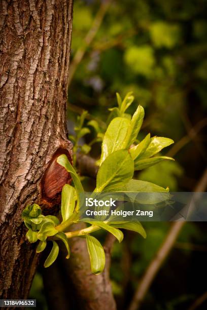 Close Up Of Fresh Tree Shot Stock Photo - Download Image Now - Branch - Plant Part, Close-up, Color Image