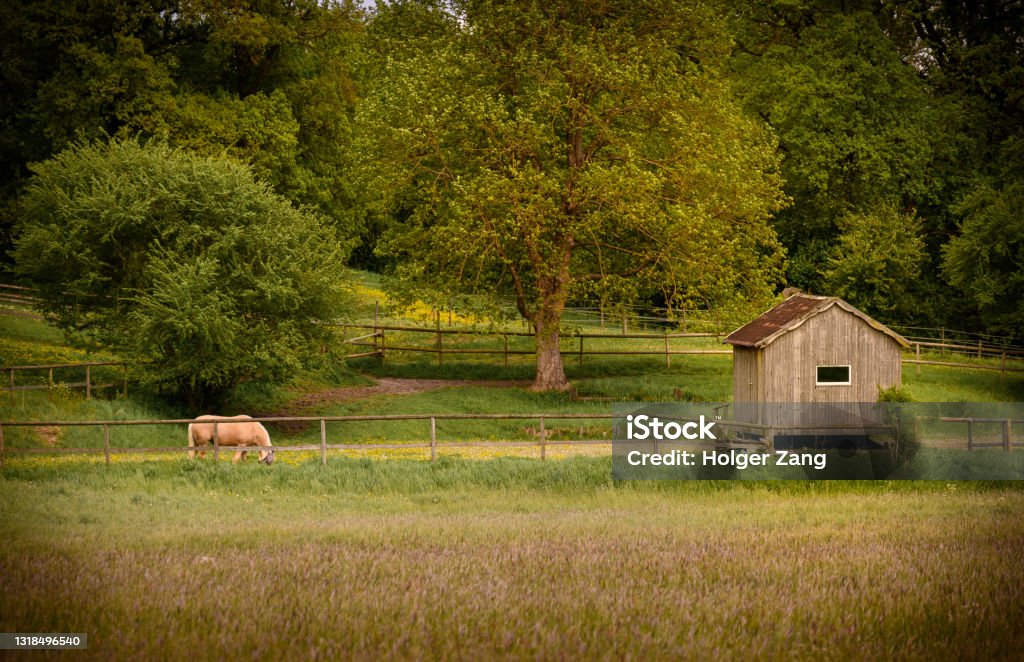 Landscape with horse Landscape Agricultural Field Stock Photo