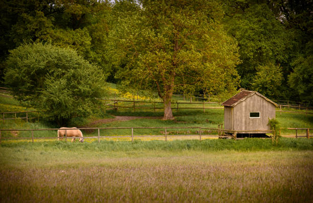 Landscape with horse stock photo