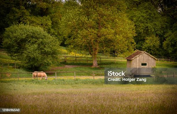 Landscape With Horse Stock Photo - Download Image Now - Agricultural Field, Agriculture, Animal