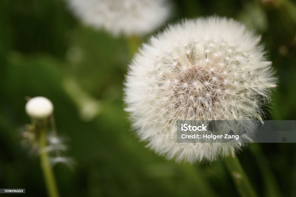Dandelion Closeup Closeup Beauty In Nature Stock Photo