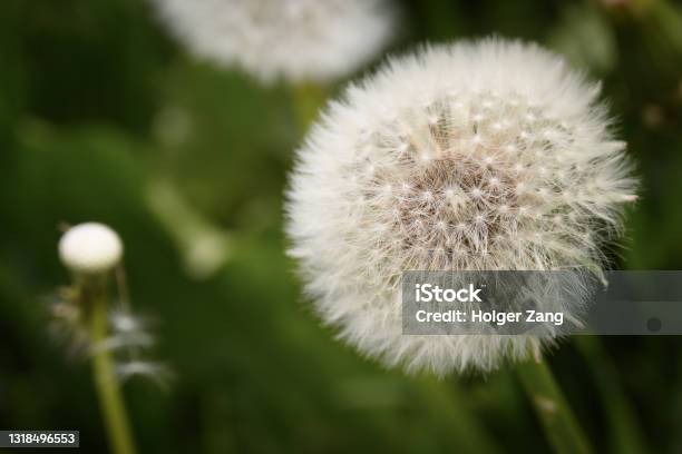 Dandelion Closeup Stock Photo - Download Image Now - Beauty In Nature, Close-up, Color Image