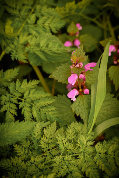 Closeup of pink flower stock photo
