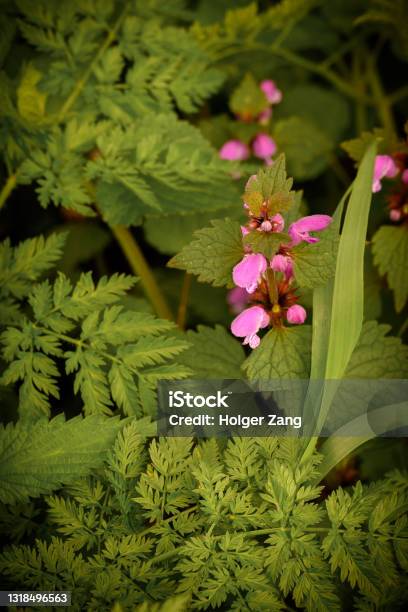 Closeup Of Pink Flower Stock Photo - Download Image Now - Beauty, Beauty In Nature, Blossom