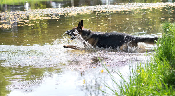 若いジャーマンシェパード犬ジャンプと湖の水で遊んで - german shepherd animal black purebred dog ストックフォトと画像