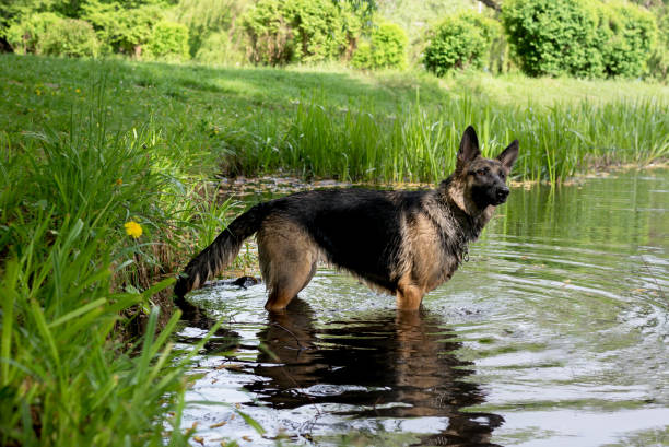 若いジャーマンシェパード犬ジャンプと湖の水で遊んで - german shepherd animal black purebred dog ストックフォトと画像