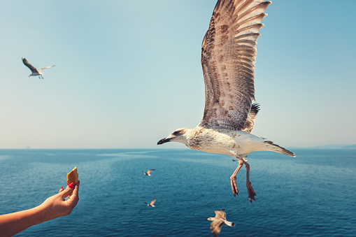 Flying seagulls taking food from hand