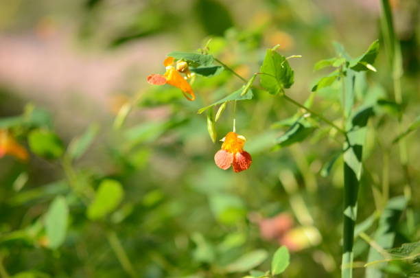 Orange little flowers