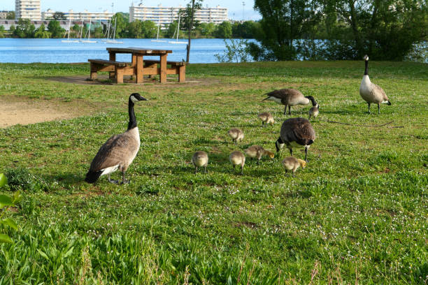 istock Family of geese 1318499185