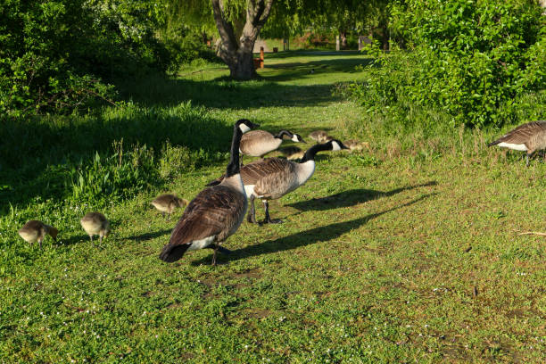 istock Family of geese 1318499219