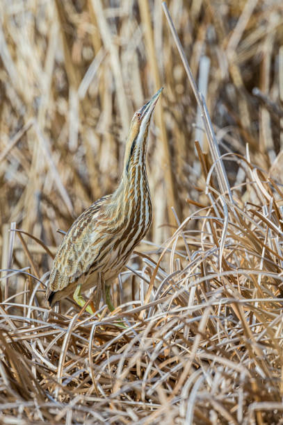 The American bittern (Botaurus lentiginosus) is a species of wading bird in the heron family. It has a Nearctic distribution, breeding in Canada and the northern and central parts of the United States. Malheur National Wildlife Reserve, Oregon. Pelecaniformes, Ardeidae. crypsis. cryptic coloration. camouflage. el amargor americano (botaurus lentiginosus) es una especie de ave vadeando en la familia de las garzas. tiene una distribución nearctic, cría en canadá y las partes norte y centro de los estados unidos. reserva nacional de vida silvestre malheur, oreg�