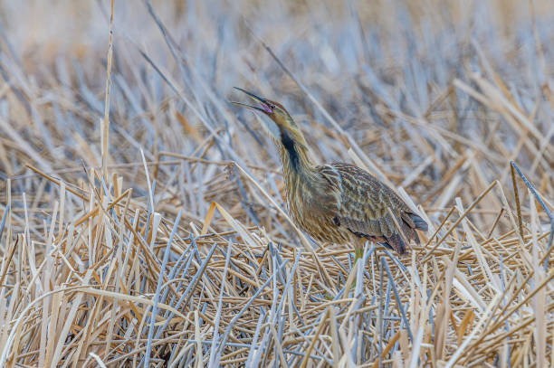 The American bittern (Botaurus lentiginosus) is a species of wading bird in the heron family. It has a Nearctic distribution, breeding in Canada and the northern and central parts of the United States. Malheur National Wildlife Reserve, Oregon. Pelecaniformes, Ardeidae. crypsis. cryptic coloration. camouflage. el amargor americano (botaurus lentiginosus) es una especie de ave vadeando en la familia de las garzas. tiene una distribución nearctic, cría en canadá y las partes norte y centro de los estados unidos. reserva nacional de vida silvestre malheur, oreg�