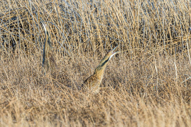 The American bittern (Botaurus lentiginosus) is a species of wading bird in the heron family. It has a Nearctic distribution, breeding in Canada and the northern and central parts of the United States. Malheur National Wildlife Reserve, Oregon. Pelecaniformes, Ardeidae. crypsis. cryptic coloration. camouflage. el amargor americano (botaurus lentiginosus) es una especie de ave vadeando en la familia de las garzas. tiene una distribución nearctic, cría en canadá y las partes norte y centro de los estados unidos. reserva nacional de vida silvestre malheur, oreg�