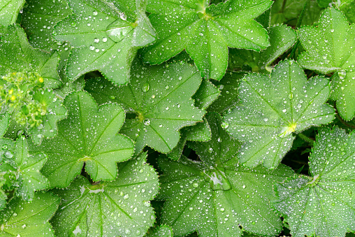 Full frame greenery background - Lady's Mantle (Alchemilla mollis) leaves with drops of morning dew.  High resolution image ideal for interior decoration in  Healing by Nature Fine Art Design Style.