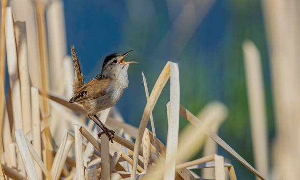 The marsh wren (Cistothorus palustris) is a small North American songbird of the wren family. It is sometimes called the long-billed marsh wren to distinguish it from the sedge wren. Malheur National Wildlife Reserve, Oregon. Passeriformes, Troglodytidae. el wren pantanoso (cistothorus palustris) es un pequeño pájaro cantor norteamericano de la familia wren. a veces se llama el wren de pantano de pico largo para distinguirlo de la llave de seda. reserva nacional de vida silvestre malheur, oregón. passe