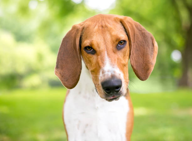 An American Foxhound dog with large floppy ears looking at the camera with a head tilt