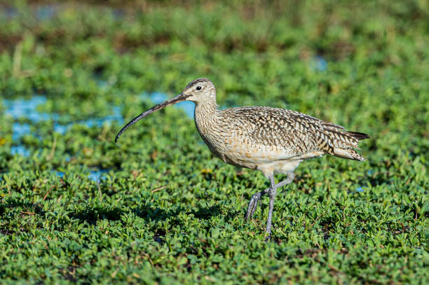 The long-billed curlew (Numenius americanus) is a large North American shorebird of the family Scolopacidae. This species was also called el curlew de pico largo (numenius americanus) es un gran pájaro costero norteamericano de la familia scolopacidae. esta especie también fue llamada