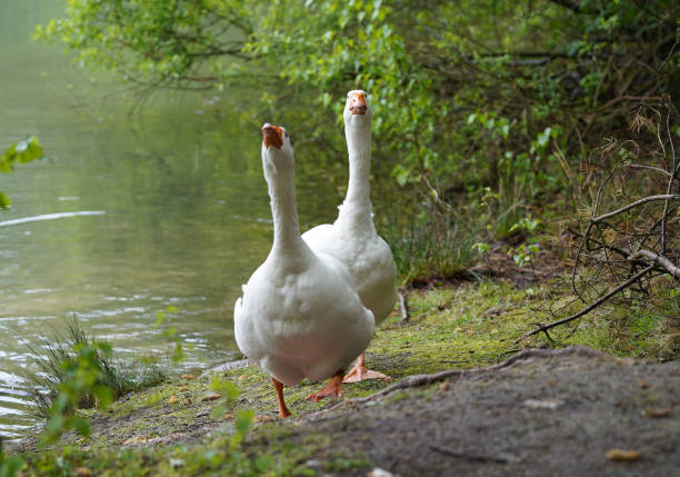 istock Two irritated Emden geese getting out of the water. 1318501248