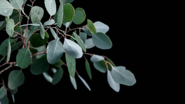 The eucalyptus branch with round leaves (silver eucalyptus) is on a dark background. Water drops are on the leaves. Template for cards, congratulations, invitations. Beautiful spring background. Copy space. stock photo