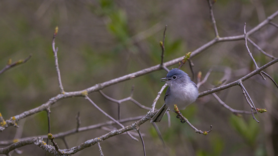 blue-gray gnatcatcher perched on a limb