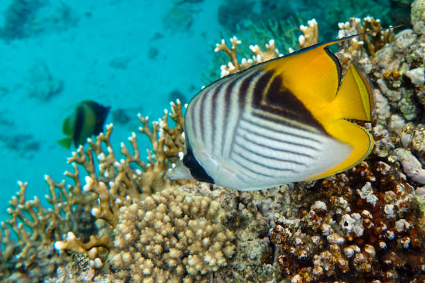 istock Coral fish - Threadfin butterflyfish (chaetodon auriga) - Red Sea 1318502551