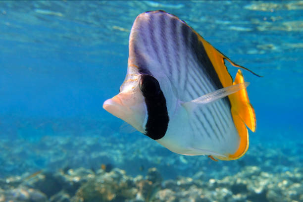istock Coral fish - Threadfin butterflyfish (chaetodon auriga) - Red Sea 1318503236
