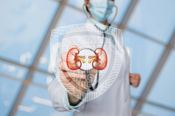 istock Kidney disease treatment and protection concept. 1318503616