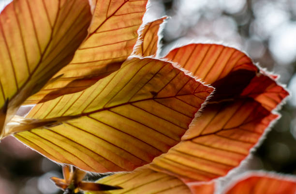 The Copper beech tree (Fagus sylvatica purpurea) leaves isolated, close up, macro, detail.