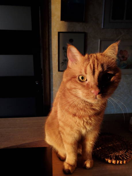 istock Portrait of red tabby cat curiously posing and looking into camera 1318505624