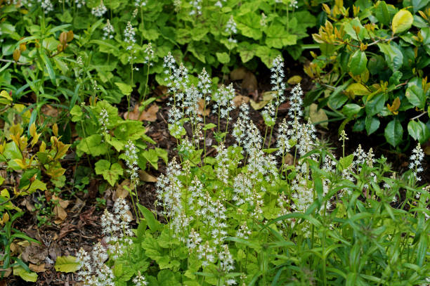 tiarella cordifolia, specie di pianta fiorita della famiglia saxifrage, originaria del nord america - riverdale the bronx foto e immagini stock