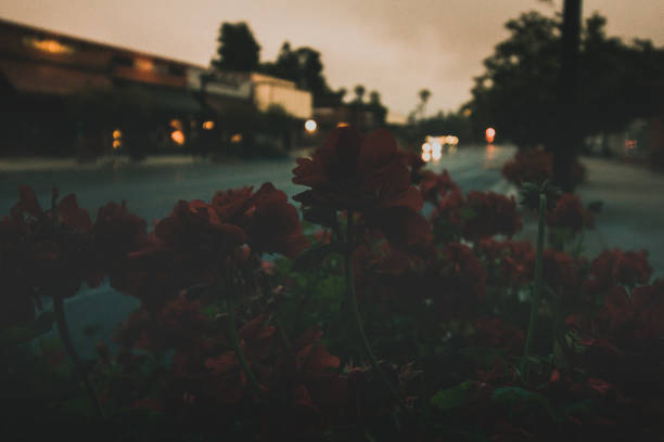 Street Flowers