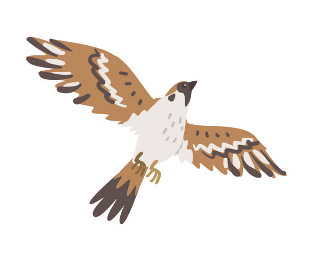 ilustrações de stock, clip art, desenhos animados e ícones de sparrow as brown and grey small passerine bird with short tail with spread wings flying vector illustration - passerine