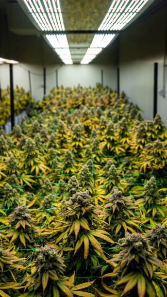 istock Flowers from an indoor cannabis grow 1318508347