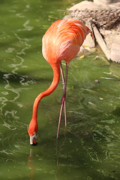 istock Brazil beautiful animals and birds. 1318508586