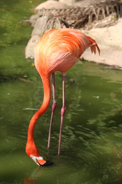 istock Brazil beautiful animals and birds. 1318508631