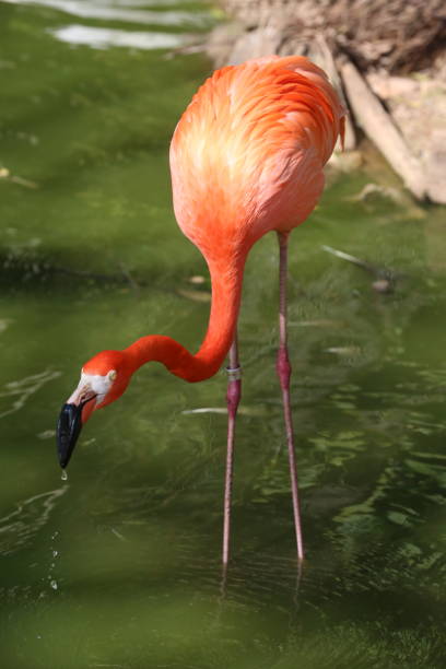 istock Brazil beautiful animals and birds. 1318509220