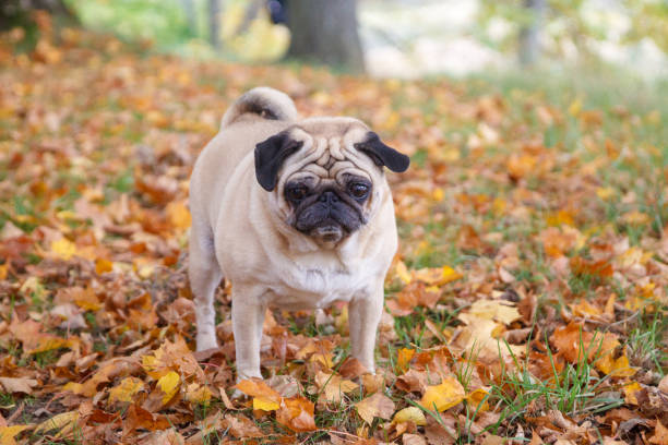 istock Small pug dog in park. 1318509283