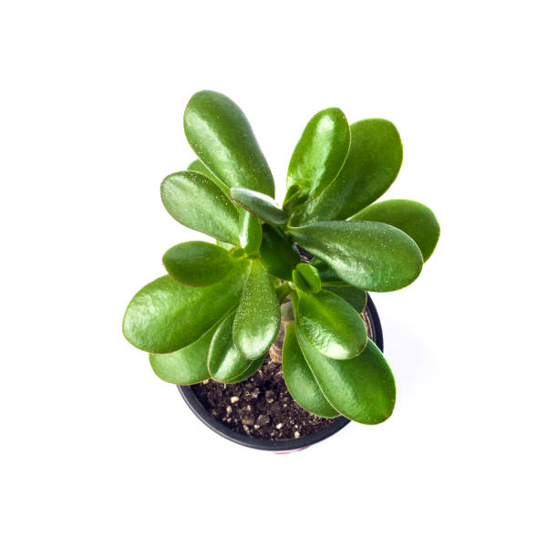 istock Potted Jade plant (Crassula ovata) on white background 1318509379