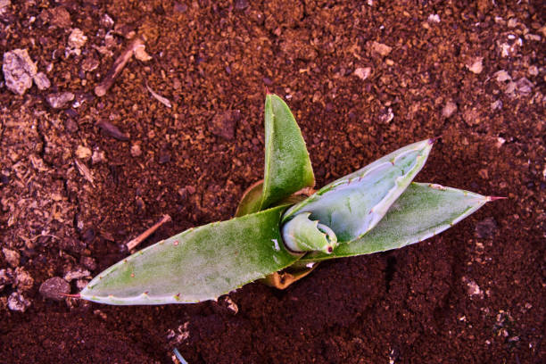 enfoque cercano de un cactus pita (agave) - cactus spine fotografías e imágenes de stock