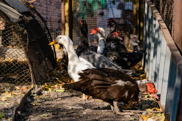 Domestic ducks, poultry for meat and eggs, farm in the village in the yard in the street under the open sky, animals close-up stock photo