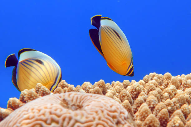 istock Coral fish Exquisite butterflyfish (Chaetodon austriacus) - Red Sea 1318510785