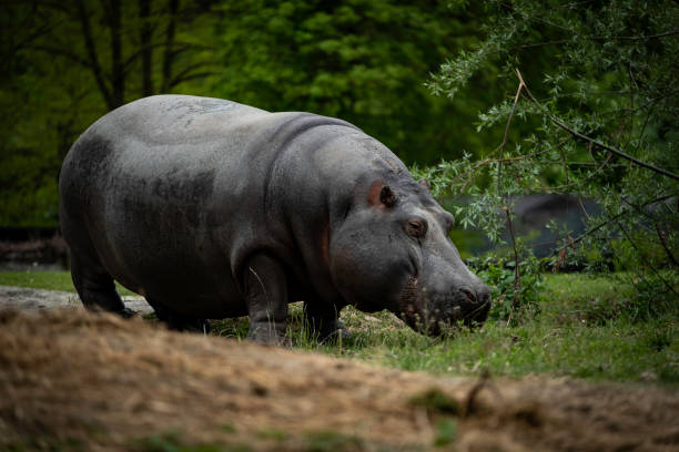 spécimen d’hippopotame adulte énorme tout en marchant - animal fat photos et images de collection