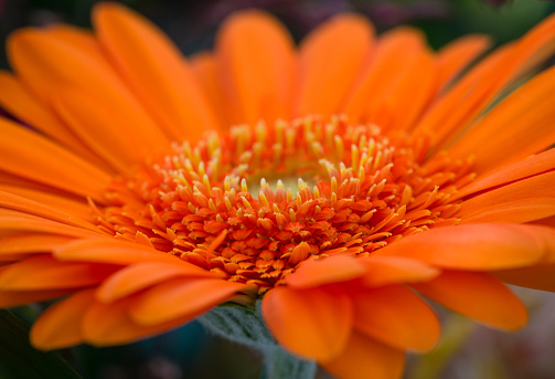 Detailed daytime macro side view close-up of a single orange gerbera daisy flower head with shallow DOF
