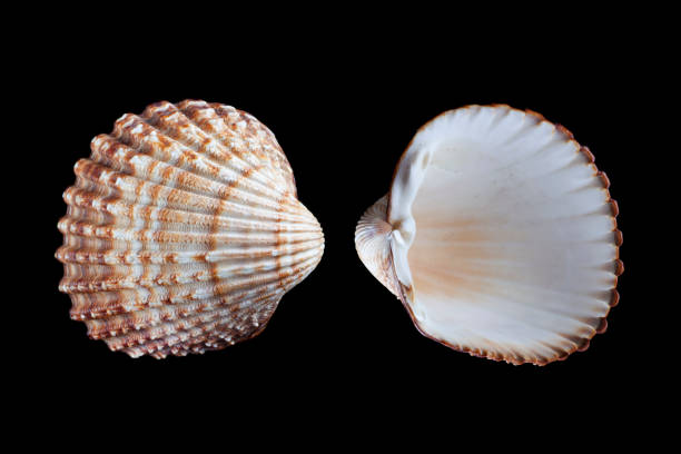 istock Tegillarca granosa, sea clam specimen 1318513845