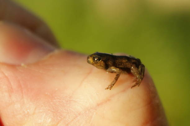 istock Baby Frog on Thumb, Bufo, Rana or Hyla 1318514204