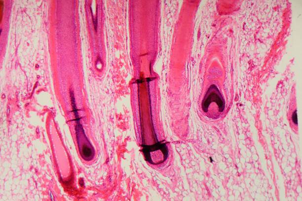 Human hair follicle in skin under the microscope Section of a human hair follicle in skin under the microscope sweat gland stock pictures, royalty-free photos & images
