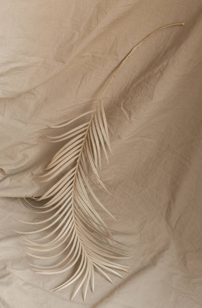 istock dry palm branch fabric background beige decor 1318514938