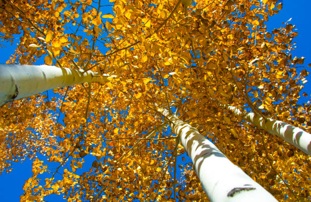 kuvapankkikuvat ja rojaltivapaat kuvat aiheesta puut-haapapuut-haapa colorado - aspen tree